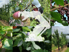 260430_LiveLabProFruit_Projektfoto-Collage-quer-v02_hnb_lt