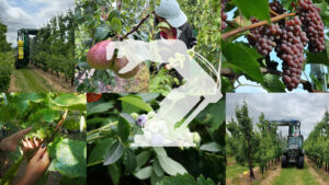 260430_LiveLabProFruit_Projektfoto-Collage-quer-v02_hnb_lt